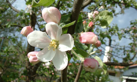 Äppelträd som blommar