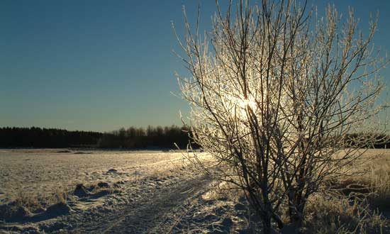 En frostig buske skymmer delvis solen som lyser från en klarblå himmel. Marken är vit av snö.