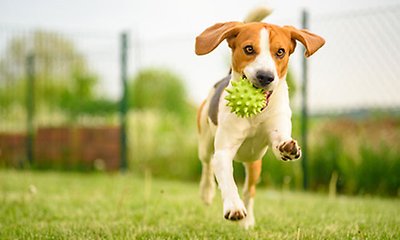 En hund som springer på en gräsmatta med en leksak i munnen.
