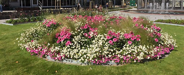 Bilden visar blomsterfontänen i Jansasparken sommaren 2016.