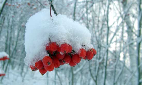 Rönnbär som täcks av snö
