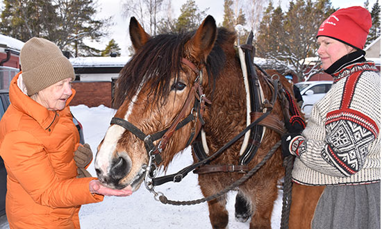 Hästen matas med morötter av Anna-Lisa Petersen