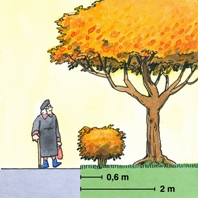 Avstånd för träd och buskar