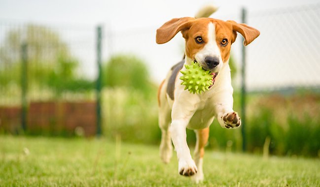 En hund med en leksak i munnen som springer på en inhägnad gräsmatta.