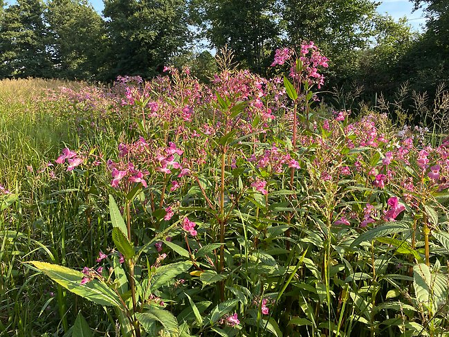 Ett stort bestånd med den invasiva växten Jättebalsamin som blommar med rosa blommor